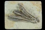 Crinoid (Decadocrinus) Fossil - Crawfordsville, Indiana #122976-1